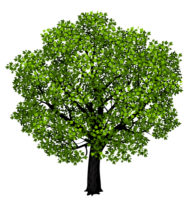 Tree, branches, png