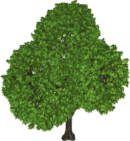 Green tree, leaf, clipart