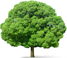 Tree, plant