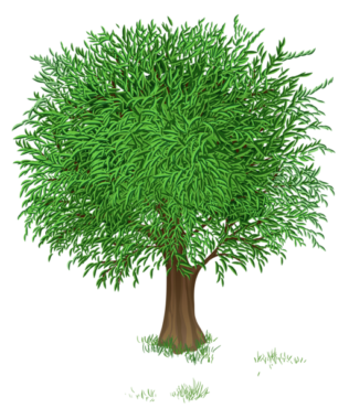 Tree, plant, png