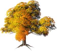 Autumn maple bonsai