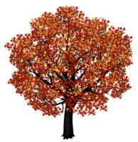 Mahogany