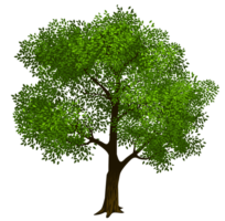 Wood, maple, PNG