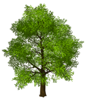 2D Tree