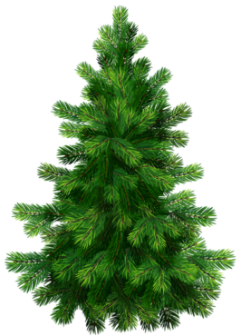 Spruce, pine, tree