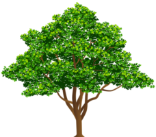 Big tree