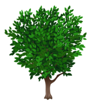 Green tree, png, clipart