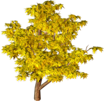 Tree, foliage