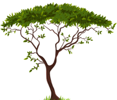 Orange tree