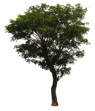 3D Tree