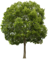 Tree oak