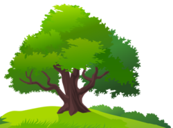 Tree illustration