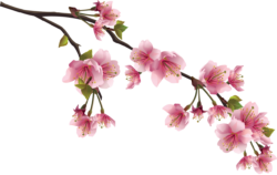 Sakura Branch