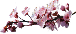 Sakura Flower