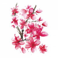 Sakura flowers, PNG
