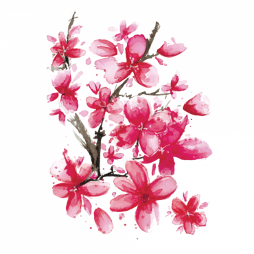 Sakura flowers, PNG