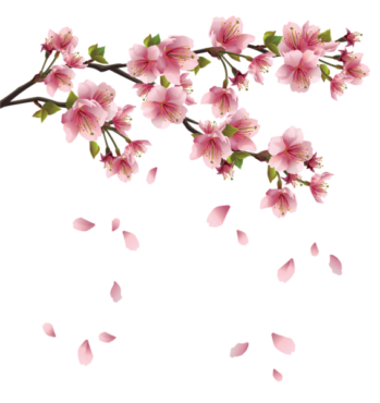 A sprig of sakura, a plant