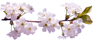 Cherry blossom, a plant