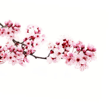 Flower, spring, sakura