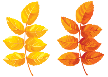 Rowan leaves, autumn
