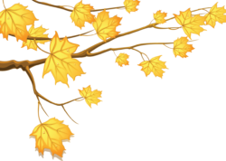 Maple branch autumn