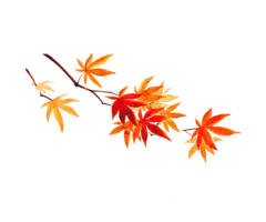 Maple leaves background