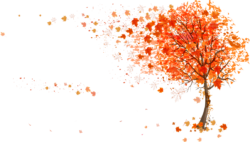 Autumn tree