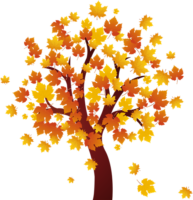 Maple tree autumn tree