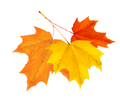 Maple leaf in autumn