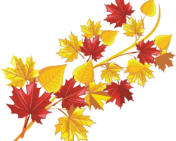 Maple leaf, autumn