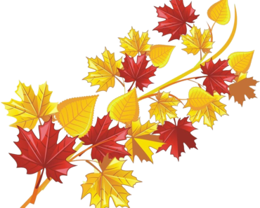 Maple leaf, autumn