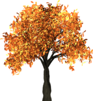 Maple, tree, autumn