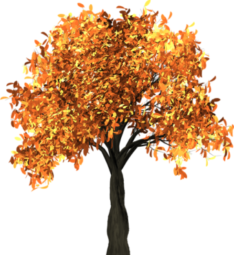 Maple, tree, autumn
