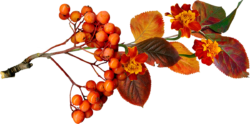 Rowan branch, autumn
