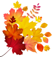 Different autumn leaves