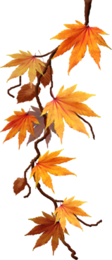 Autumn maple leaf, nature
