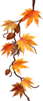 Autumn maple leaf, nature