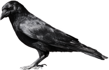 Raven bird, Halloween