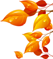 Autumn leaves, png