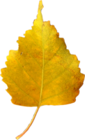 Birch leaf, autumn