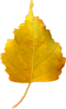 Birch leaf, autumn