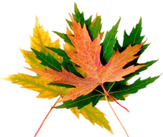 Autumn maple leaf