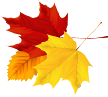 Yellow maple leaf, png