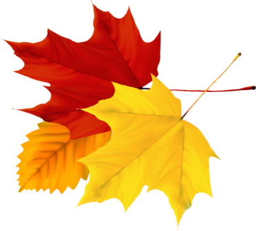 Yellow maple leaf, png