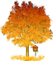 Autumn maple tree