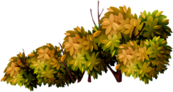 Autumn bushes