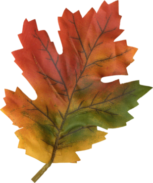 Autumn maple leaf, PNG