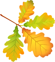Autumn oak leaf