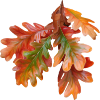 Bouquet of autumn leaves