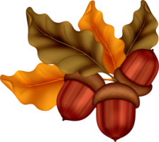 Autumn, oak, acorns